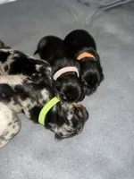 Sidney, a female Miniature Dachshund for sale in Mobile, AL – Photo 5 of 6