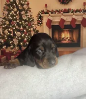 Sidney, a female Miniature Dachshund for sale in Mobile, AL – Photo 2 of 6