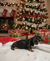 Sidney, a female Miniature Dachshund for sale in Mobile, AL – Photo 1 of 6