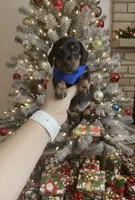 Cooper, a male Miniature Dachshund for sale in Mobile, AL – Photo 3 of 5