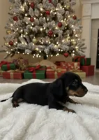 Cooper, a male Miniature Dachshund for sale in Mobile, AL – Photo 2 of 5