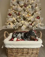 Georgie, a male Miniature Dachshund for sale in Mobile, AL – Photo 1 of 5