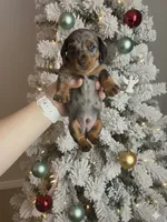 Georgie, a male Miniature Dachshund for sale in Mobile, AL – Photo 3 of 5