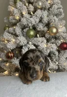Georgie, a male Miniature Dachshund for sale in Mobile, AL – Photo 2 of 5