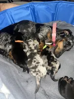 Georgie, a male Miniature Dachshund for sale in Mobile, AL – Photo 5 of 5