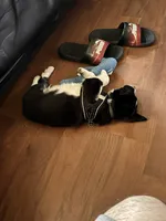 Yoshi, a male Border Collie and American Pit Bull Terrier for sale in Kankakee, IL – 3 of 4