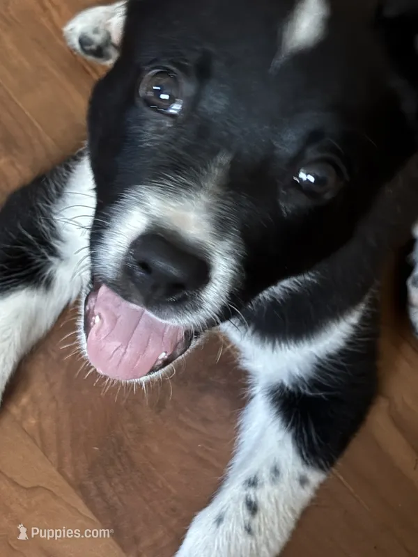 Yoshi – Border Collie, American Pit Bull Terrier puppy for sale in Kankakee, IL