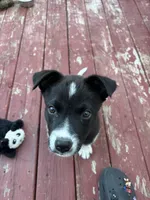 Yoshi, a male Border Collie and American Pit Bull Terrier for sale in Kankakee, IL – 2 of 4