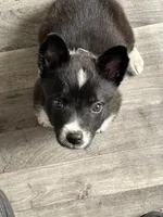 Yoshi, a male Border Collie and American Pit Bull Terrier for sale in Kankakee, IL – 4 of 4