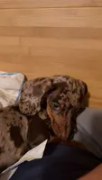 Ruby , a female Miniature Dachshund for sale in Munford, TN – 5 of 6