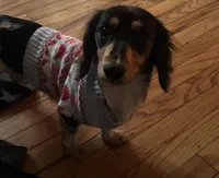 Oakley , a male Miniature Dachshund for sale in Munford, TN – 2 of 7