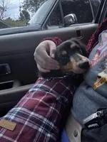 Oakley , a male Miniature Dachshund for sale in Munford, TN – 5 of 7