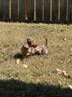 Ruby , a female Miniature Dachshund for sale in Munford, TN – 6 of 6