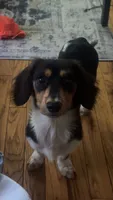 Oakley , a male Miniature Dachshund for sale in Munford, TN – 1 of 7