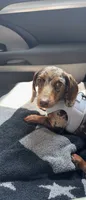 Ruby , a female Miniature Dachshund for sale in Munford, TN – 2 of 6