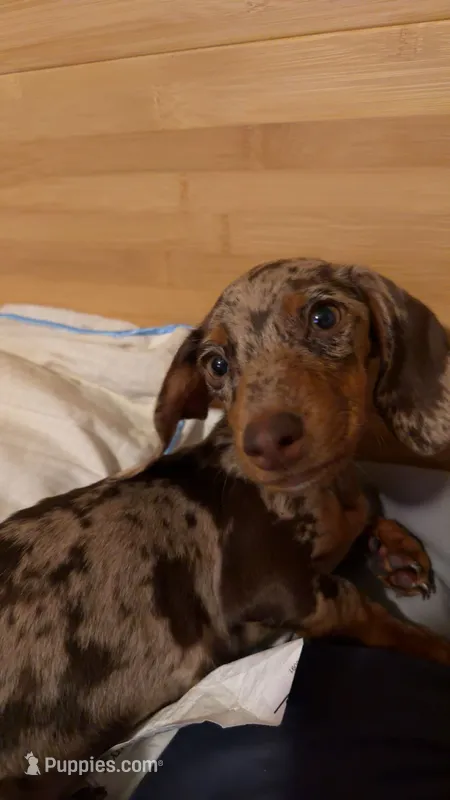 Ruby , a female Miniature Dachshund for sale in Munford, TN – 1 of 4