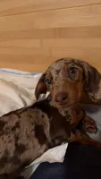 Ruby , a female Miniature Dachshund for sale in Munford, TN – 1 of 4