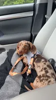 Ruby , a female Miniature Dachshund for sale in Munford, TN – 2 of 3