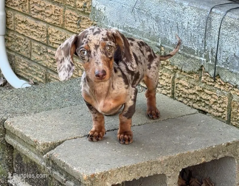 Ruby  – Miniature Dachshund puppy for sale in Munford, TN