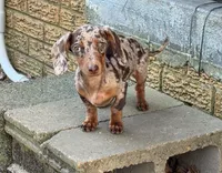 Ruby , a female Miniature Dachshund for sale in Munford, TN – 1 of 3