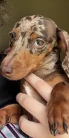 Ruby , a female Miniature Dachshund for sale in Munford, TN – 3 of 6