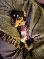 Oakley , a male Miniature Dachshund for sale in Munford, TN – 6 of 7