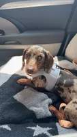 Ruby , a female Miniature Dachshund for sale in Munford, TN – 3 of 4