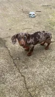 Ruby , a female Miniature Dachshund for sale in Munford, TN – 2 of 4