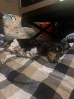 Oakley , a male Miniature Dachshund for sale in Munford, TN – 4 of 7