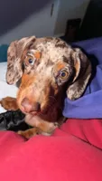 Ruby , a female Miniature Dachshund for sale in Munford, TN – 4 of 4