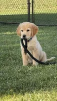 Winston , a male Golden Retriever for sale in Champaign, IL – 3 of 5