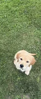 Winston , a male Golden Retriever for sale in Champaign, IL – 5 of 5