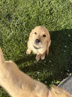 Winston , a male Golden Retriever for sale in Champaign, IL – 2 of 5
