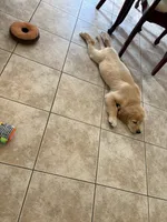 Winston , a male Golden Retriever for sale in Champaign, IL – 4 of 5