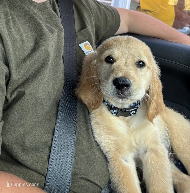 Winston  – Golden Retriever puppy for sale in Champaign, IL