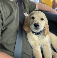 Winston , a male Golden Retriever for sale in Champaign, IL – 1 of 5