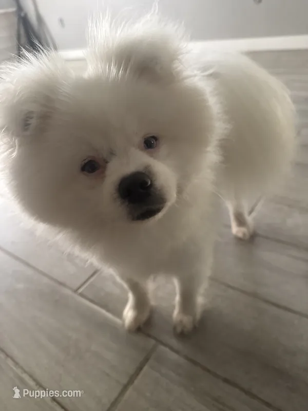 Bear  – Pomeranian puppy for sale in Oklahoma City, OK