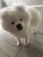 Bear , a male Pomeranian for sale in Oklahoma City, OK – 1 of 2