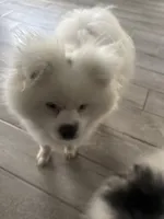 Bear , a male Pomeranian for sale in Oklahoma City, OK – 2 of 2