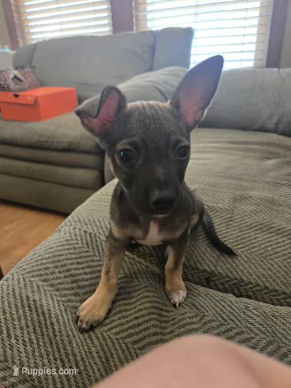Rocky – Jack Russell Terrier, Chihuahua puppy for sale in Worcester, MA