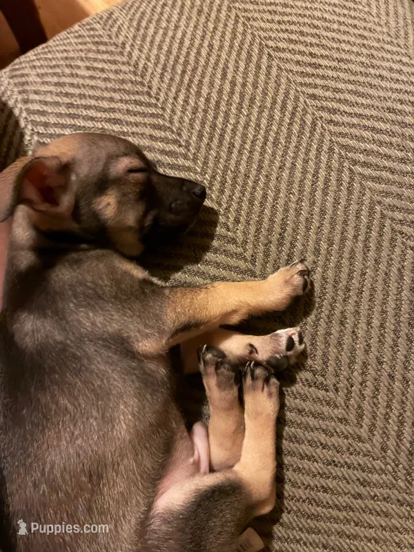 Rocky – Jack Russell Terrier, Chihuahua puppy for sale in Worcester, MA