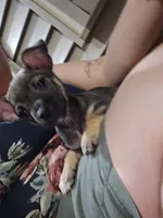 Rocky, a male Jack Russell Terrier and Chihuahua for sale in Worcester, MA – 2 of 6