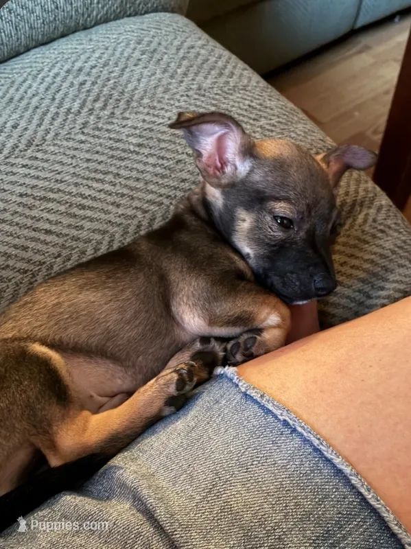 Rocky – Jack Russell Terrier, Chihuahua puppy for sale in Worcester, MA