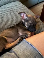 Rocky, a male Jack Russell Terrier and Chihuahua for sale in Worcester, MA – 1 of 6