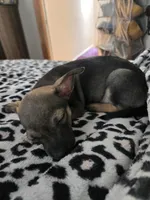 Rocky, a male Jack Russell Terrier and Chihuahua for sale in Worcester, MA – 5 of 6