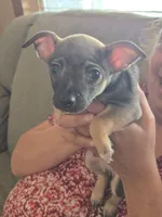 Rocky, a male Jack Russell Terrier and Chihuahua for sale in Worcester, MA – 2 of 3