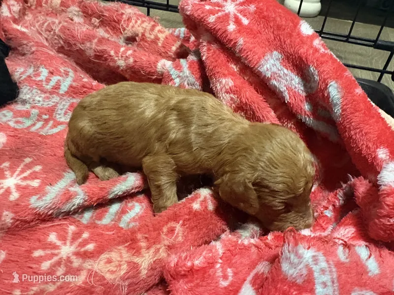 Doodles – Miniature Goldendoodle puppy for sale in Lecanto, FL