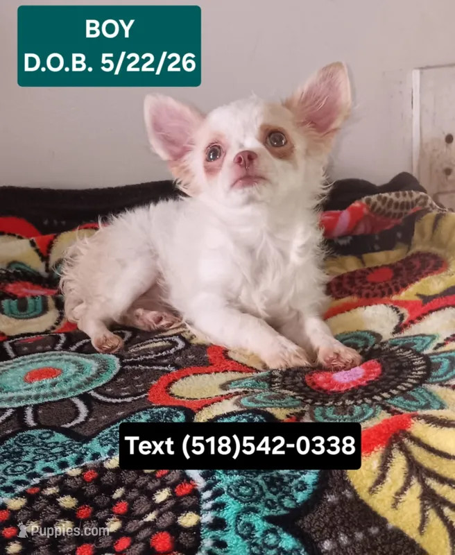 Curly, a male Chihuahua for sale in Duanesburg, NY – 1 of 1