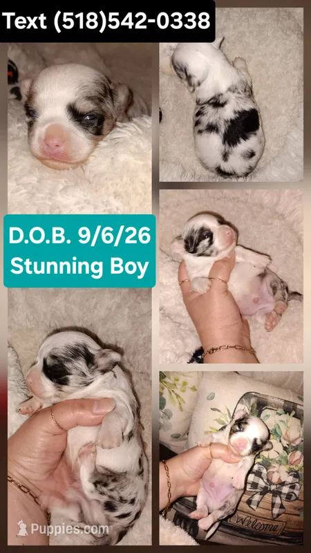 Flash, a male Chihuahua for sale in Duanesburg, NY – 1 of 1