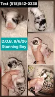 Flash, a male Chihuahua for sale in Duanesburg, NY – 1 of 1
